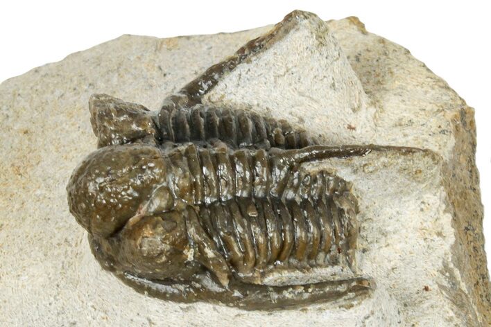 Bargain, Spiny Cyphaspis Trilobite - Ofaten, Morocco #251017